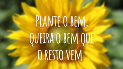 Plante o bem, queira o bem que o resto vem.