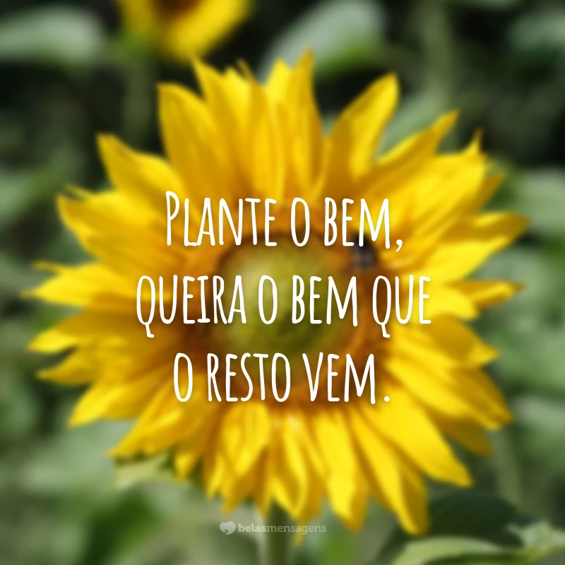 Plante o bem, queira o bem que o resto vem.