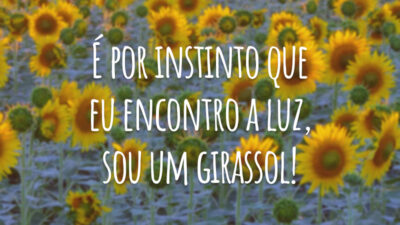 É por instinto que eu encontro a luz, sou um girassol!