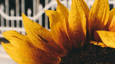 30 frases de girassol para deixar que a luz guie seus passos