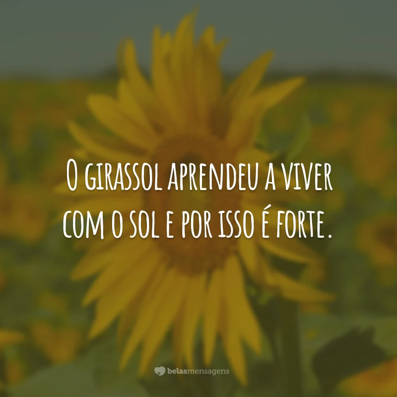 O girassol aprendeu a viver com o sol e por isso é forte.