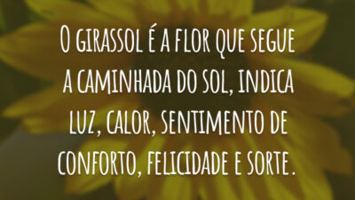 O girassol é a flor que segue a caminhada do sol, indica luz, calor, sentimento de conforto, felicidade e sorte.