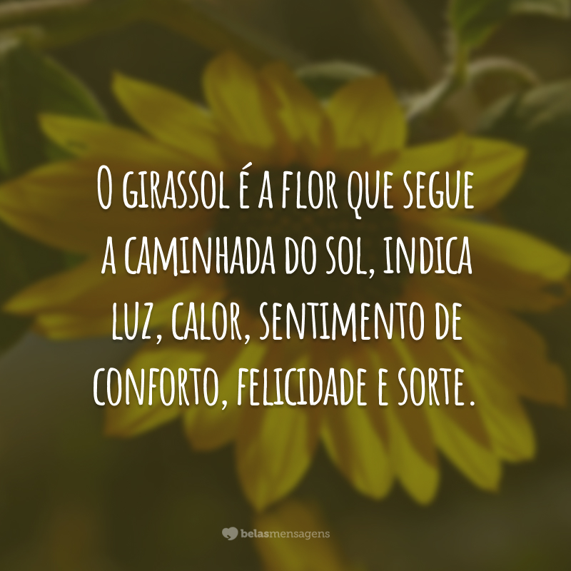 O girassol é a flor que segue a caminhada do sol, indica luz, calor, sentimento de conforto, felicidade e sorte.