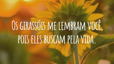 Os girassóis me lembram você, pois eles buscam pela vida.