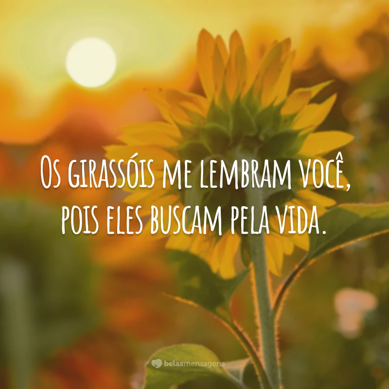 Featured image of post Frases Sobre O Girassol A frase que procura bonitas sobre girass is para ler e compartilhar