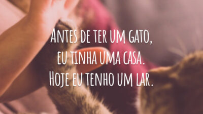 Antes de ter um gato, eu tinha uma casa. Hoje eu tenho um lar.