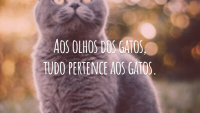 Aos olhos dos gatos, tudo pertence aos gatos.