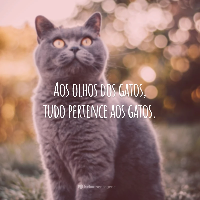 Aos olhos dos gatos, tudo pertence aos gatos.