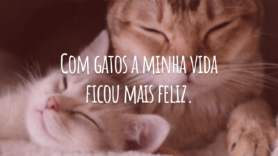 Com gatos a minha vida ficou mais feliz.