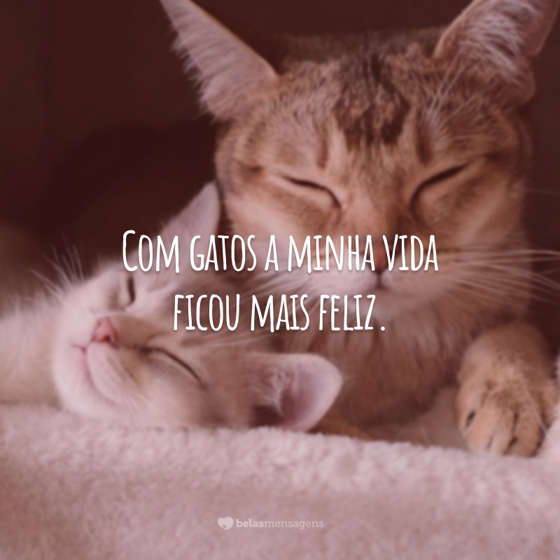 Com gatos a minha vida ficou mais feliz.