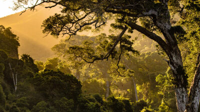 30 frases de natureza para valorizar mais seu papel importante