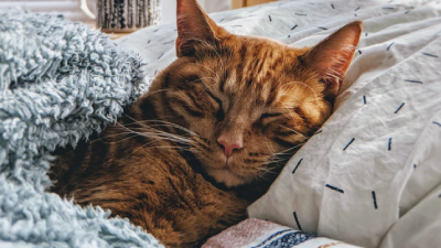 60 frases sobre gatos para demonstrar seu afeto pelos felinos