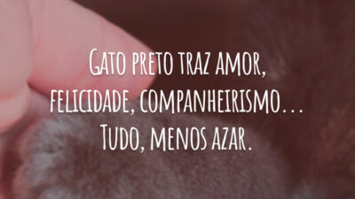 Gato preto traz amor, felicidade, companheirismo... Tudo, menos azar.