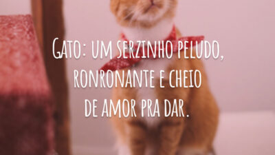 Gato: um serzinho peludo, ronronante e cheio de amor pra dar.