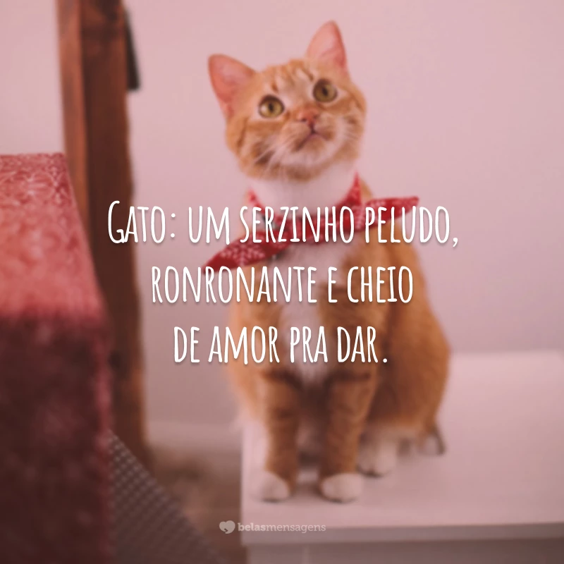 Gato: um serzinho peludo, ronronante e cheio de amor pra dar.