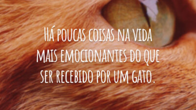 Há poucas coisas na vida mais emocionantes do que ser recebido por um gato.