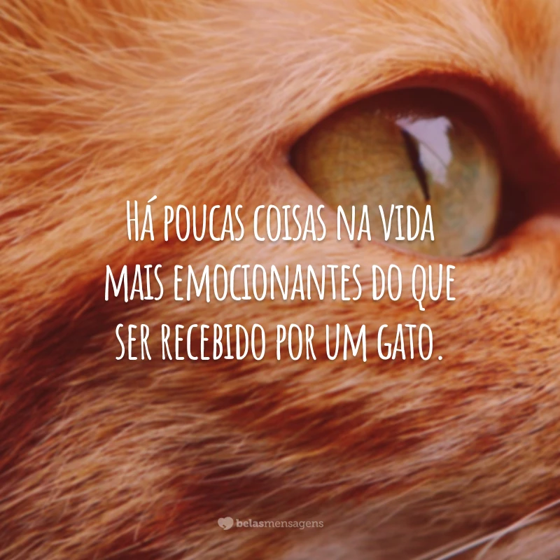 Há poucas coisas na vida mais emocionantes do que ser recebido por um gato. 