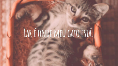 Lar é onde meu gato está.