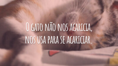 O gato não nos acaricia, nos usa para se acariciar.