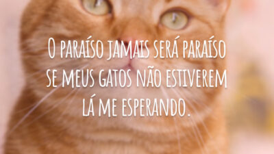 O paraíso jamais será paraíso se meus gatos não estiverem lá me esperando.