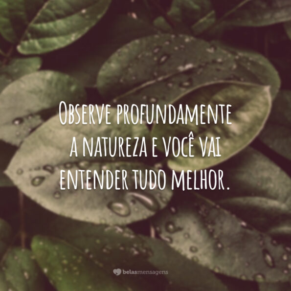 30 frases de natureza para refletir sobre sua importância no dia a dia