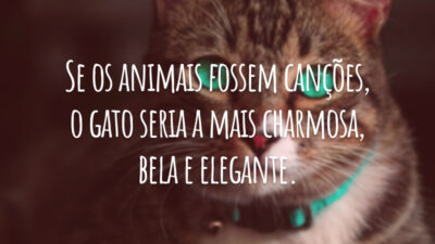 Se os animais fossem canções, o gato seria a mais charmosa, bela e elegante.