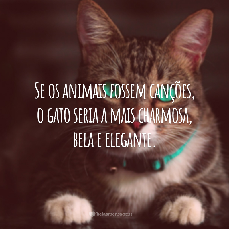 Se os animais fossem canções, o gato seria a mais charmosa, bela e elegante.