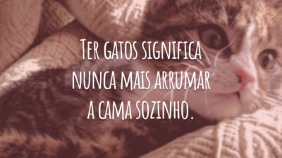 Ter gatos significa nunca mais arrumar a cama sozinho.