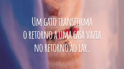 Um gato transforma o retorno a uma casa vazia no retorno ao lar.