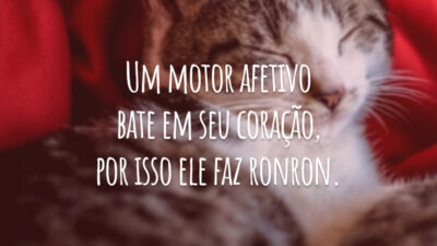 Um motor afetivo bate em seu coração, por isso ele faz ronron.