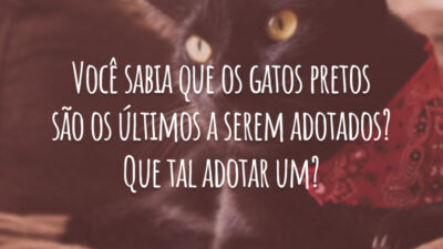 Você sabia que os gatos pretos são os últimos a serem adotados? Que tal adotar um?
