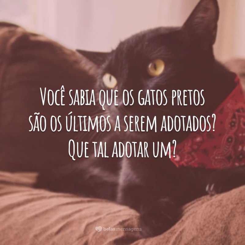 Você sabia que os gatos pretos são os últimos a serem adotados? Que tal adotar um?