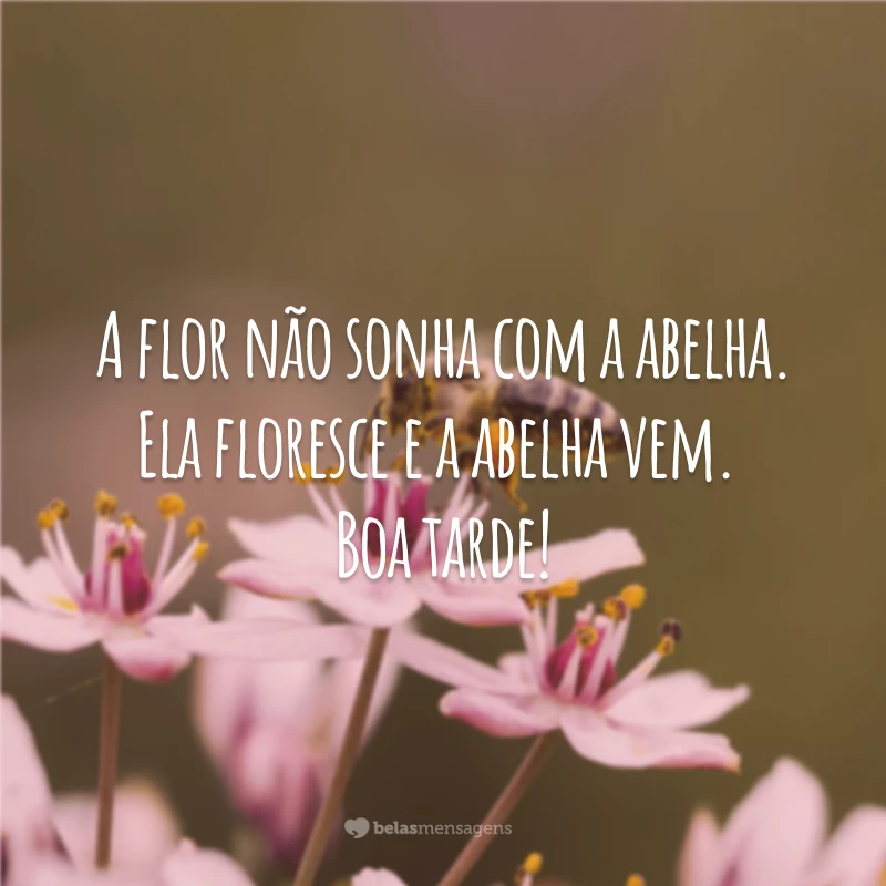 A flor não sonha com a abelha. Ela floresce e a abelha vem. Boa tarde!