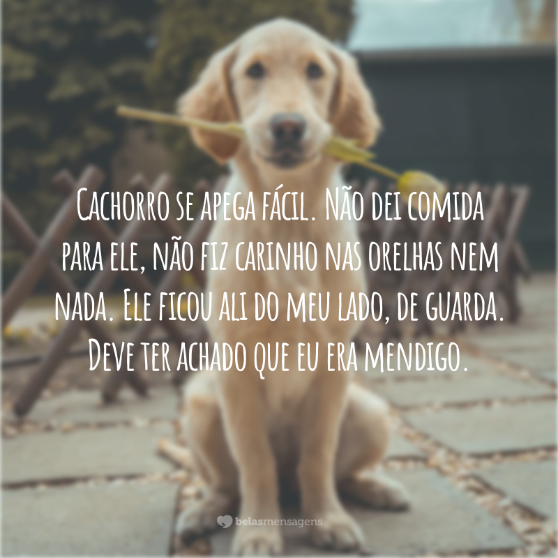 Cachorro se apega fácil. Não dei comida para ele, não fiz carinho nas orelhas nem nada. Ele ficou ali do meu lado, de guarda. Deve ter achado que eu era mendigo.