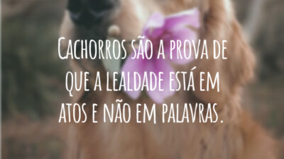 Cachorros são a prova de que a lealdade está em atos e não em palavras.