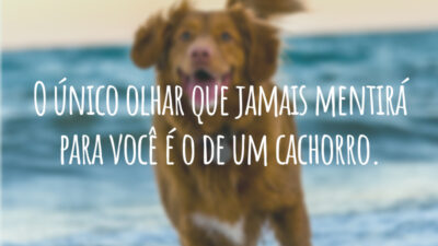 O único olhar que jamais mentirá para você é o de um cachorro.
