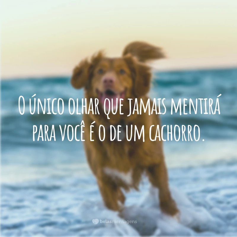 O único olhar que jamais mentirá para você é o de um cachorro. 