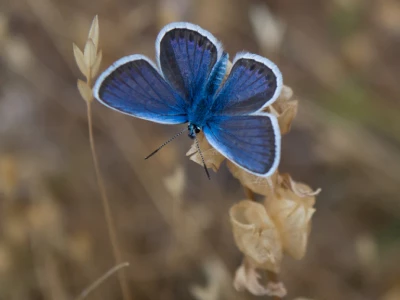 35 frases de borboletas para entender que a vida é feita de fases