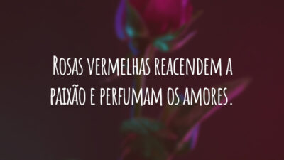 Rosas vermelhas reacendem a paixão e perfumam os amores.