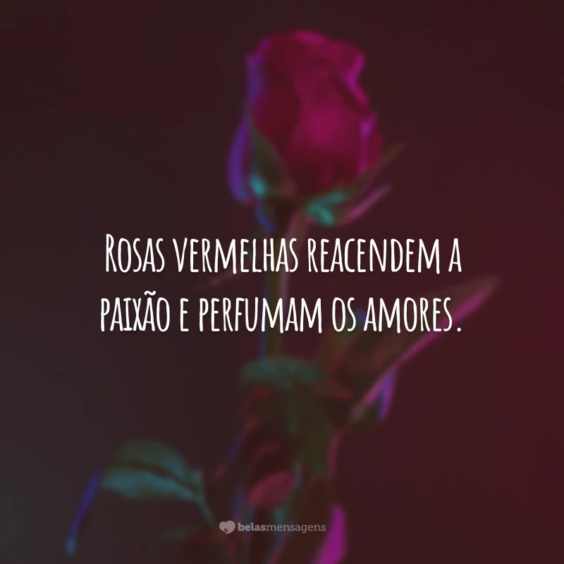 Rosas vermelhas reacendem a paixão e perfumam os amores.