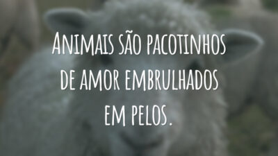 Animais são pacotinhos de amor embrulhados em pelos.