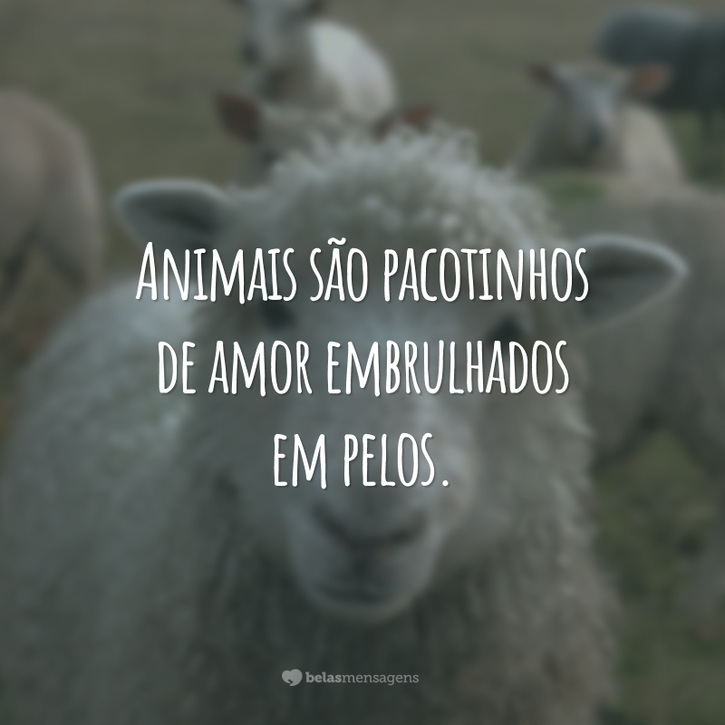 Animais são pacotinhos de amor embrulhados em pelos.