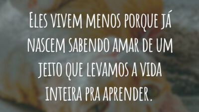 Eles vivem menos porque já nascem sabendo amar de um jeito que levamos a vida inteira pra aprender.