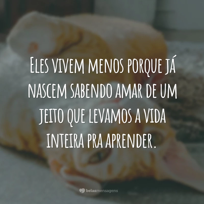 Eles vivem menos porque já nascem sabendo amar de um jeito que levamos a vida inteira pra aprender.