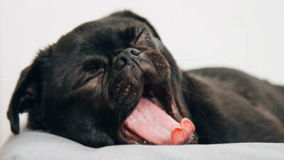 40 frases engraçadas de boa noite para rir antes de pegar no sono