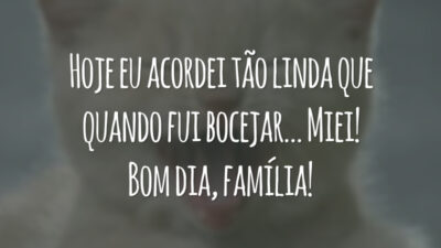 Hoje eu acordei tão linda que quando fui bocejar… Miei! Bom dia, família!