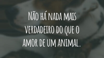 Não há nada mais verdadeiro do que o amor de um animal.