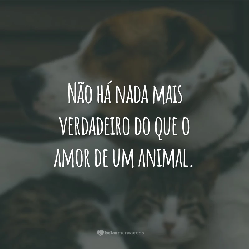 Não há nada mais verdadeiro do que o amor de um animal.
