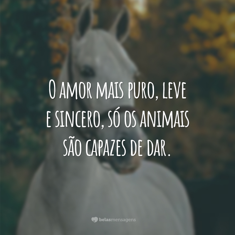 O amor mais puro, leve e sincero, só os animais são capazes de dar.