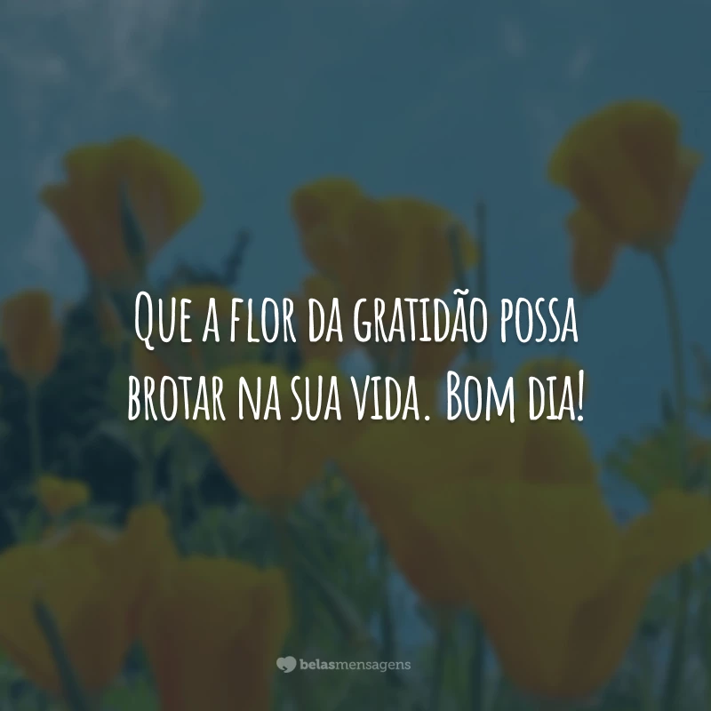 Que a flor da gratidão possa brotar na sua vida. Bom dia!